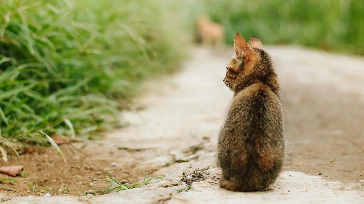 Todos los que tienen gatos saben que estos peluditos seres suelen disfrutar de explorar el terreno, por lo que a menudo escapan de casa para recorrer su vecindario